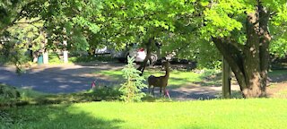 Deer In the neighborhood early morning