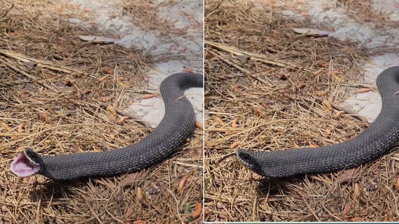 Snake Making a Strange Noise