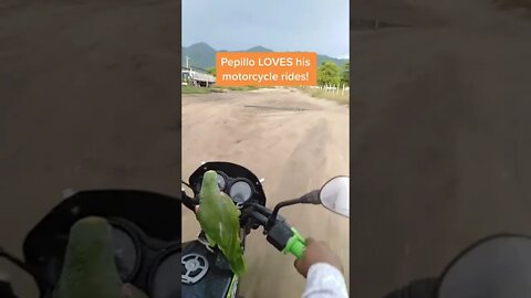 Motorcycle Parrot