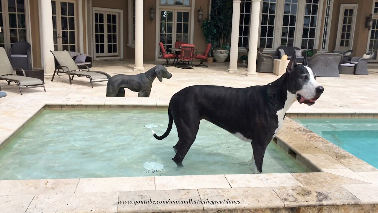 Water Loving Great Dane Loves Dipping And Sipping With Bronze Dog