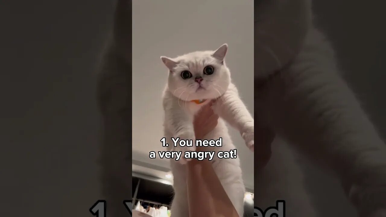 How to cut the nails off a very angry cat #cats #shorts