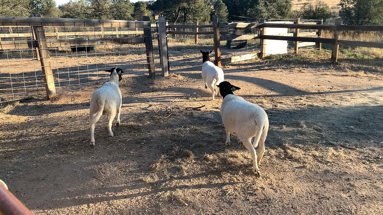 18F Makes for Playful Sheep