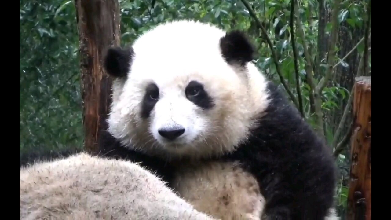 [Giant Panda and Flower] Director Hua on duty, is he a bit suspicious of fishing?