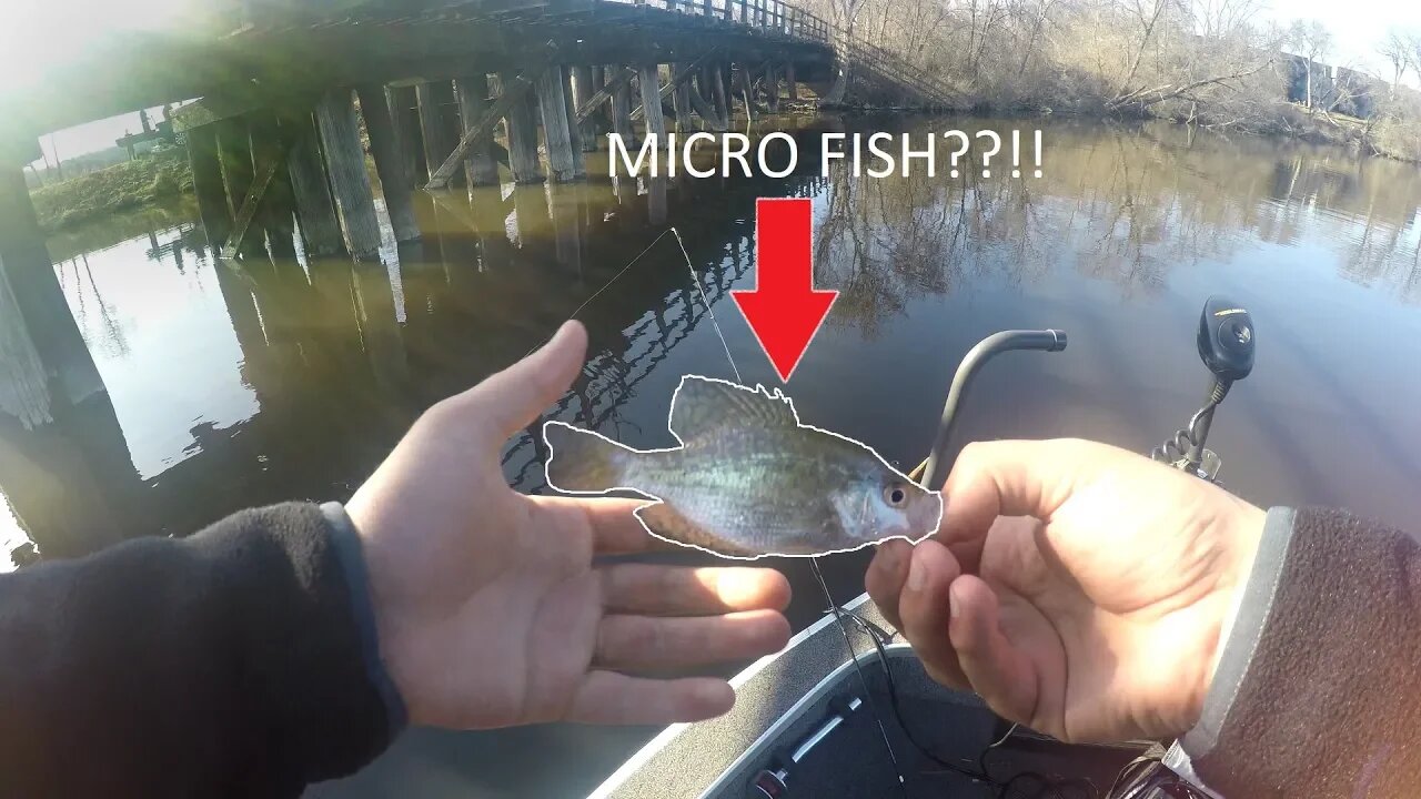 Smallest Crappie EVER?! | Micro Fish