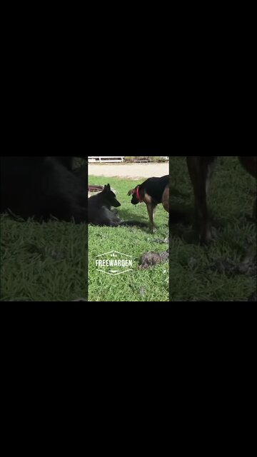 How Our #ShepherdMix Female Keeps #LycanShepherd Male Pup In Line With Food 🐺🐕 #shorts