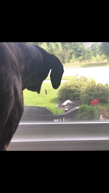 Pup tries to eat caterpillar crawling up the screen window