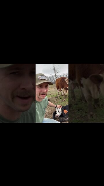 Day 18 of 30 days of #calving ! #cattle #ranch #ranchlife #farm #farmlife #cow #calf #feedingcattle