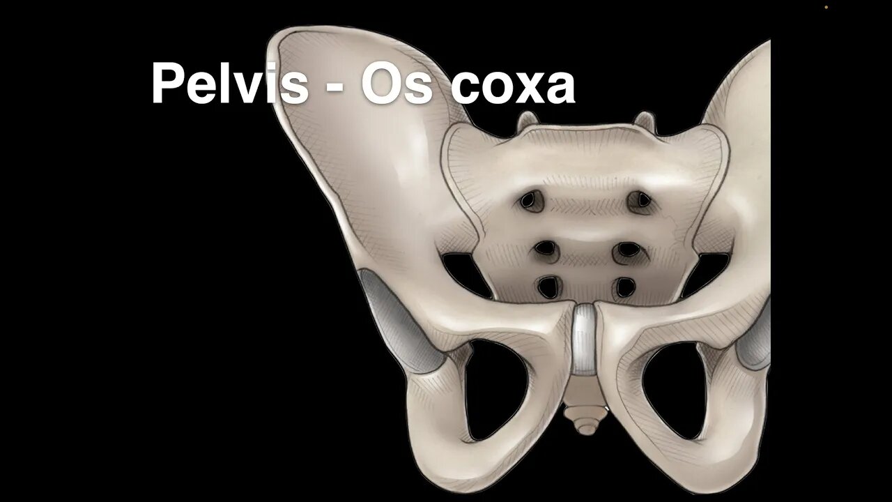 Pelvis Osteology (Os coxa)