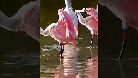 Roseate Spoonbill Birds #shorts #short