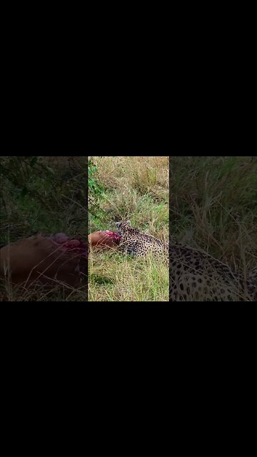 Eating In The Rain #Wildlife | #ShortsAfrica