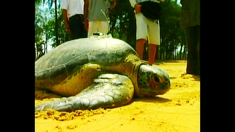 Injured Giant Turtle Released