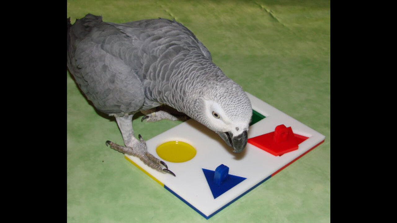 The intelligence of a parrot🦜🦜. Very wonderful