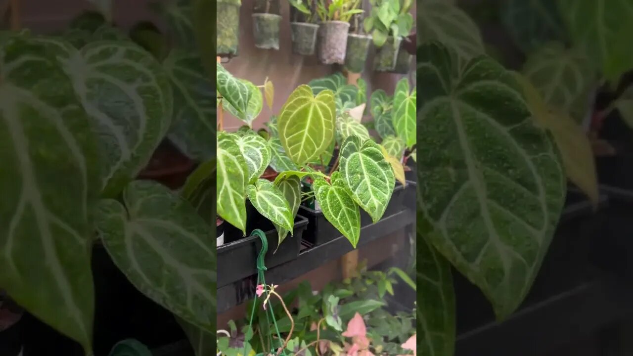 The @Growinggrounds greenhouse is looking extra nice with the new misters AJ installed! #shorts