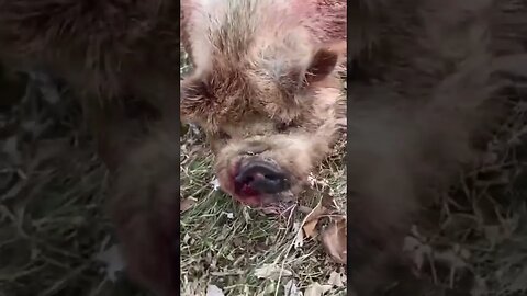 KuneKune Boar after a tussle #shorts