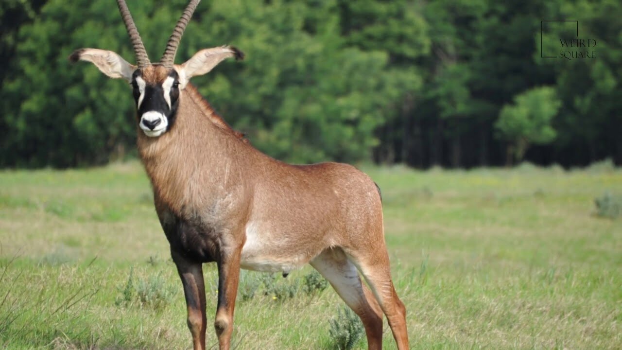 Interesting facts about Antelope Roan by weird square