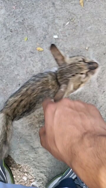 Found this Baby Kitten In Streets of Saudi Arabia, Madina