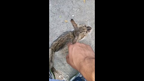 Found this Baby Kitten In Streets of Saudi Arabia, Madina