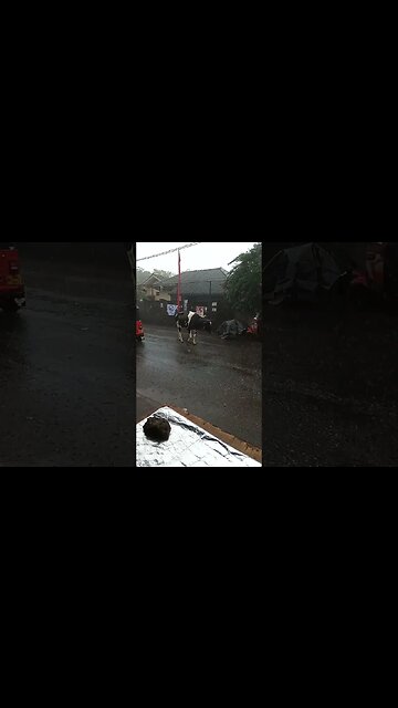 Cow walking in the rain. #cows