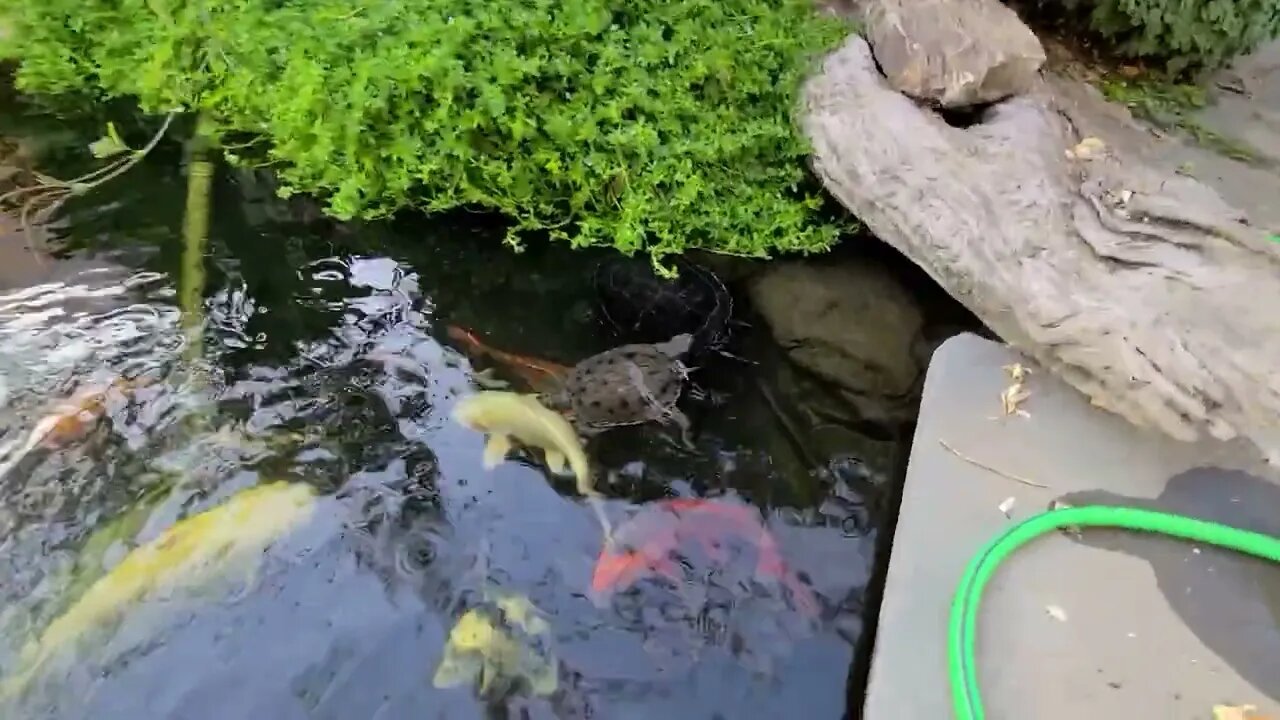 Koi pond update - [beautiful koi pond]