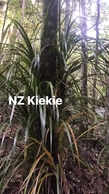 NZ Kiekie (Freycinetia banksii)