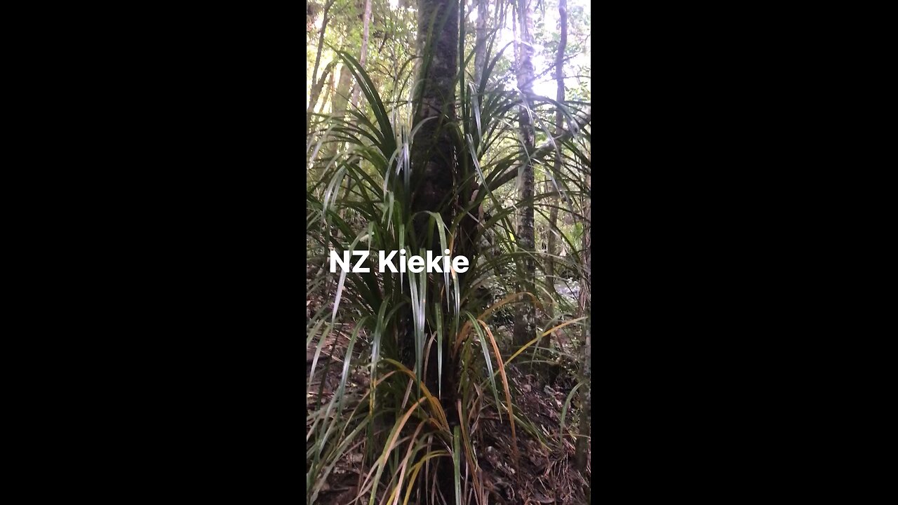 NZ Kiekie (Freycinetia banksii)