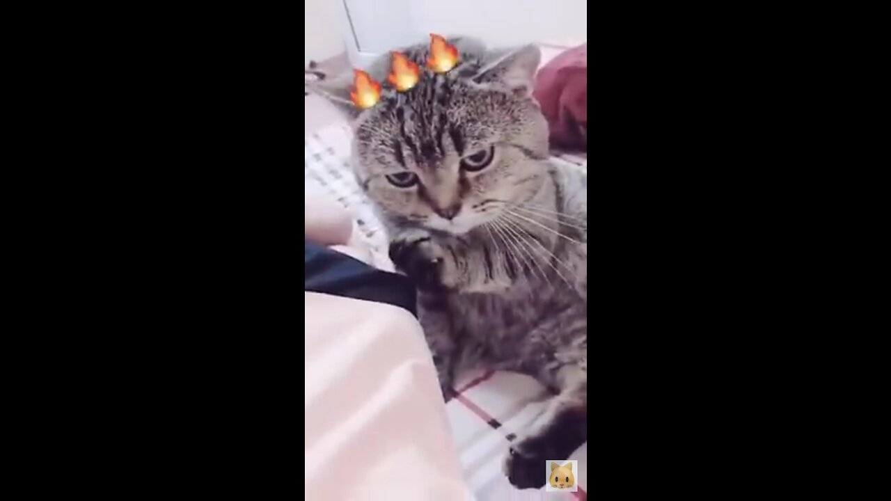 Funniest Cat Videos That Will Make You Laugh | Funny Cats .