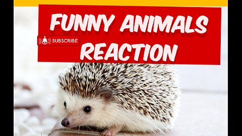 funny animals reaction video 😂