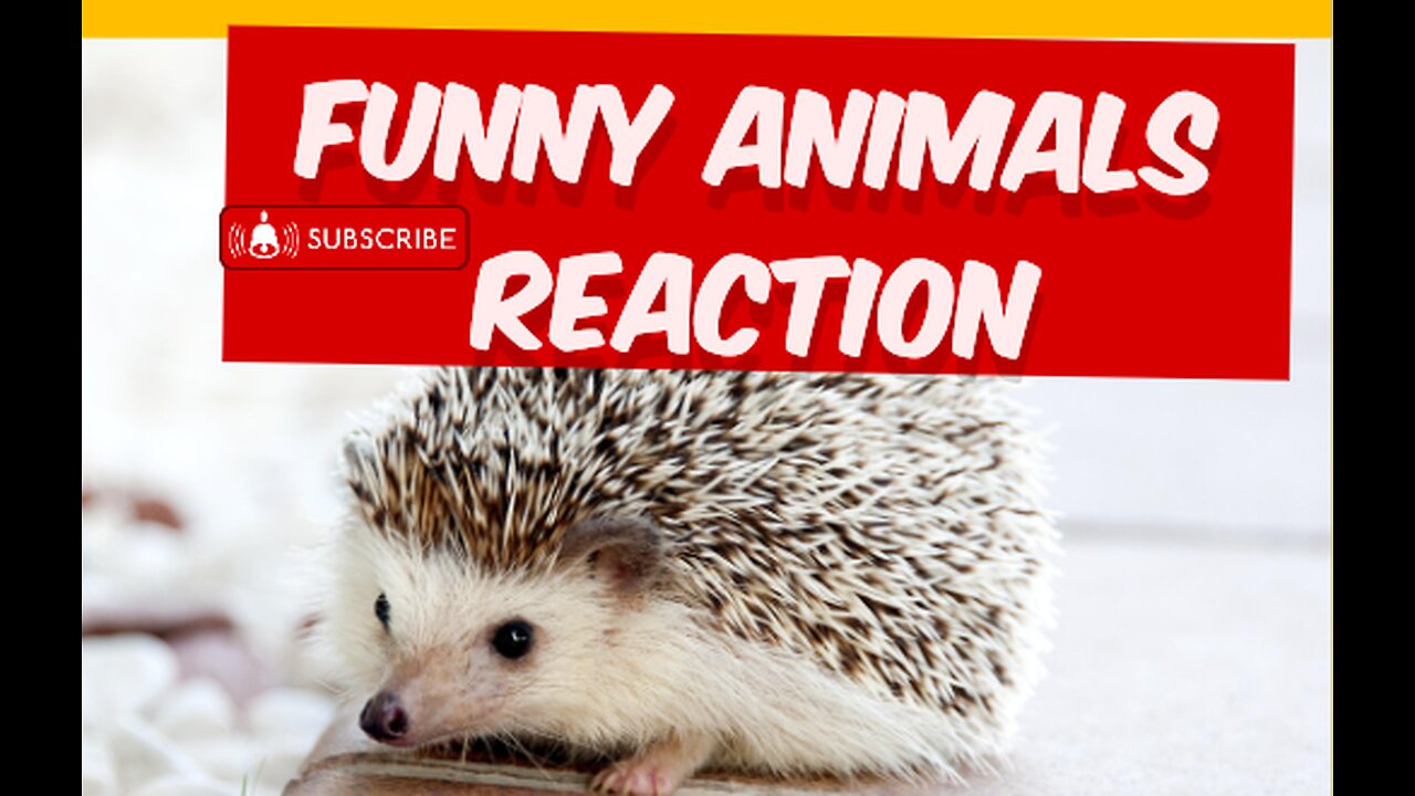 funny animals reaction video 😂