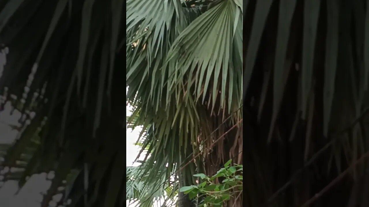 i love my indian monkey 🐒🐒🐒🐒 best job#viralshort #viralvideo