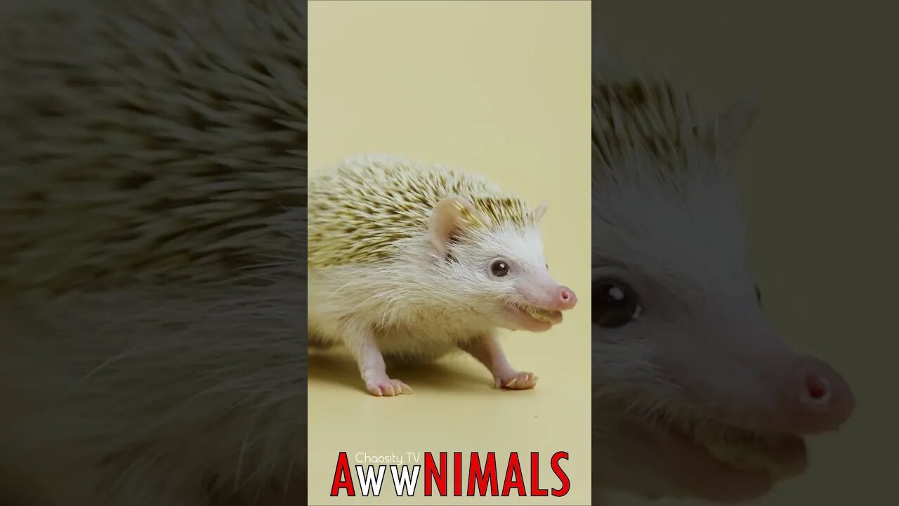 🤗 #AwwNIMALS - Hungry Hedgehog: Delightful Mealworm Munching 💕