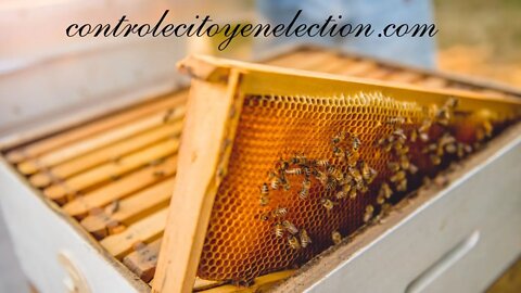 28 mars 2022. La ruche parle aux abeilles. Contrôle citoyen élection.