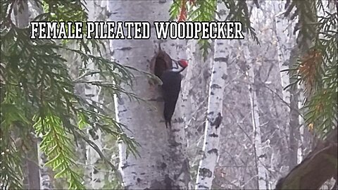 Female Pileated Woodpecker