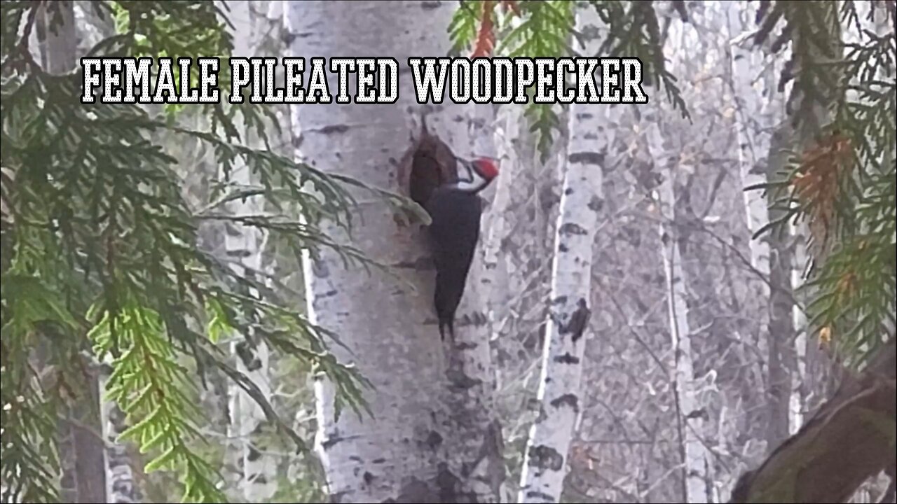 Female Pileated Woodpecker