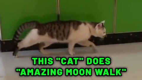 This Cat does amazing moon walk || Baby Cats - Cute and Funny Cat Videos Compilation