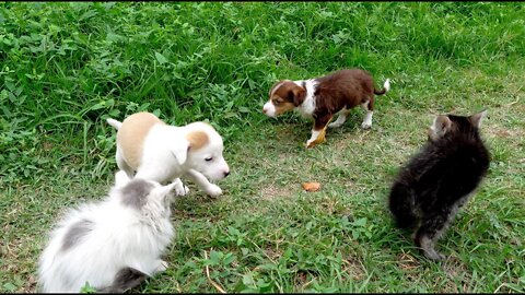 Первая встреча котят со щенками!