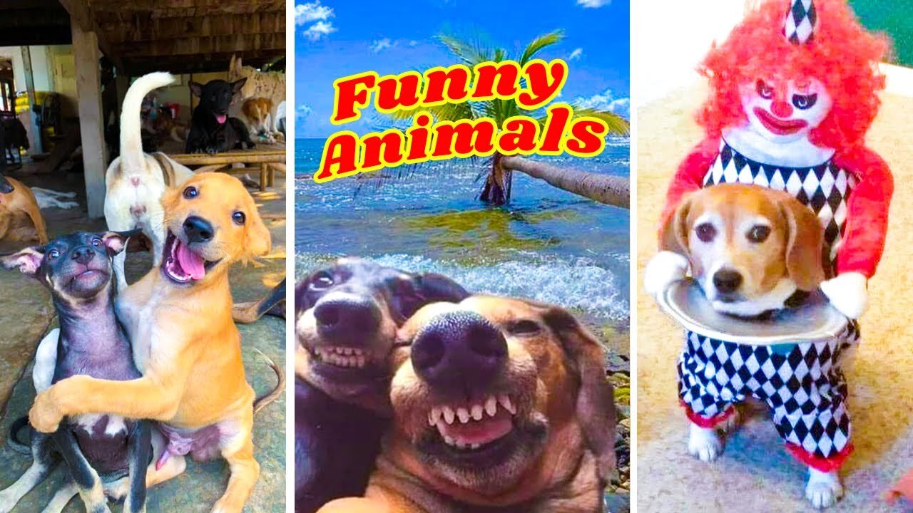 Try Not To Laugh Dogs And Cats 😁 - Best Funniest Animal Videos Of The Year 2023