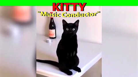 Kitty Music Director