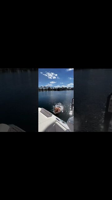 Turtle Dives are Too Fun! #shorts