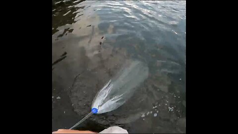 Catching some Shad