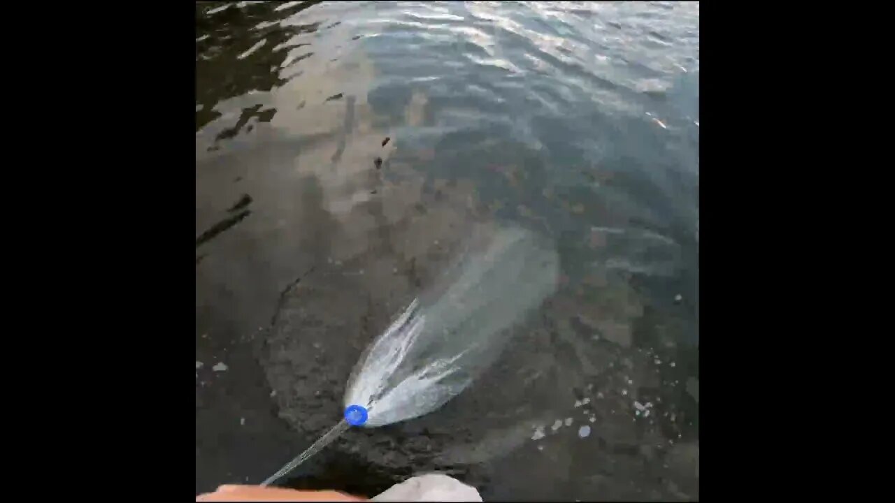 Catching some Shad
