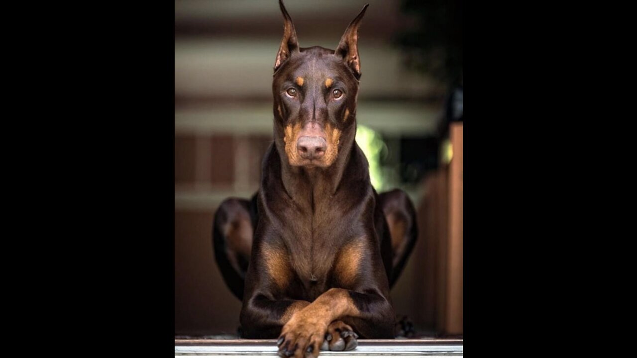 Pitbull VS Doberman