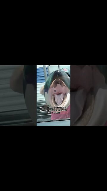 Orca attacks on boats be like