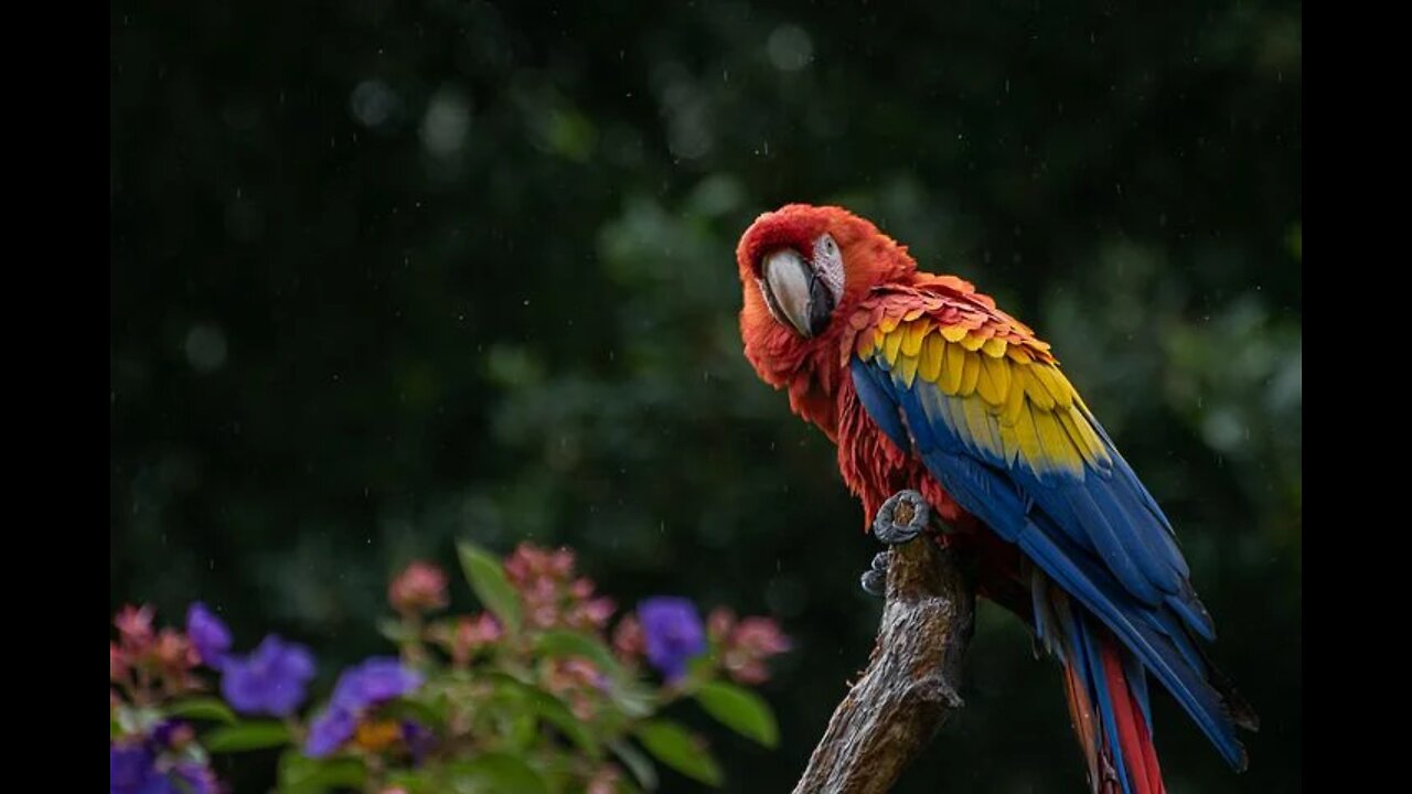 PARROT