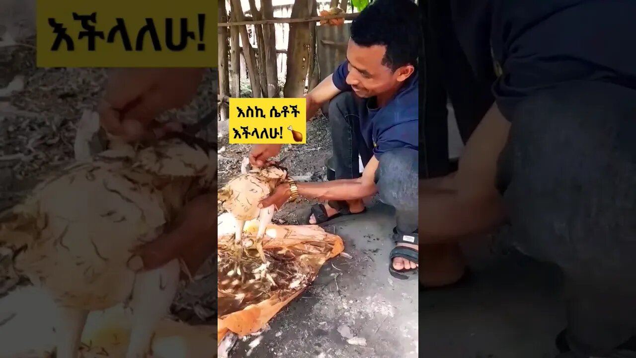 አንደኛ የሆነ የዶሮ 🐔 አሰራር! #ኢትዮጵያ #ምግብ #ጣፋጭ #ሰበር #ድንቅልጆች #የተንቢ #አይመኒታ #ወሎ #food #አርስቶ #travel #chicken