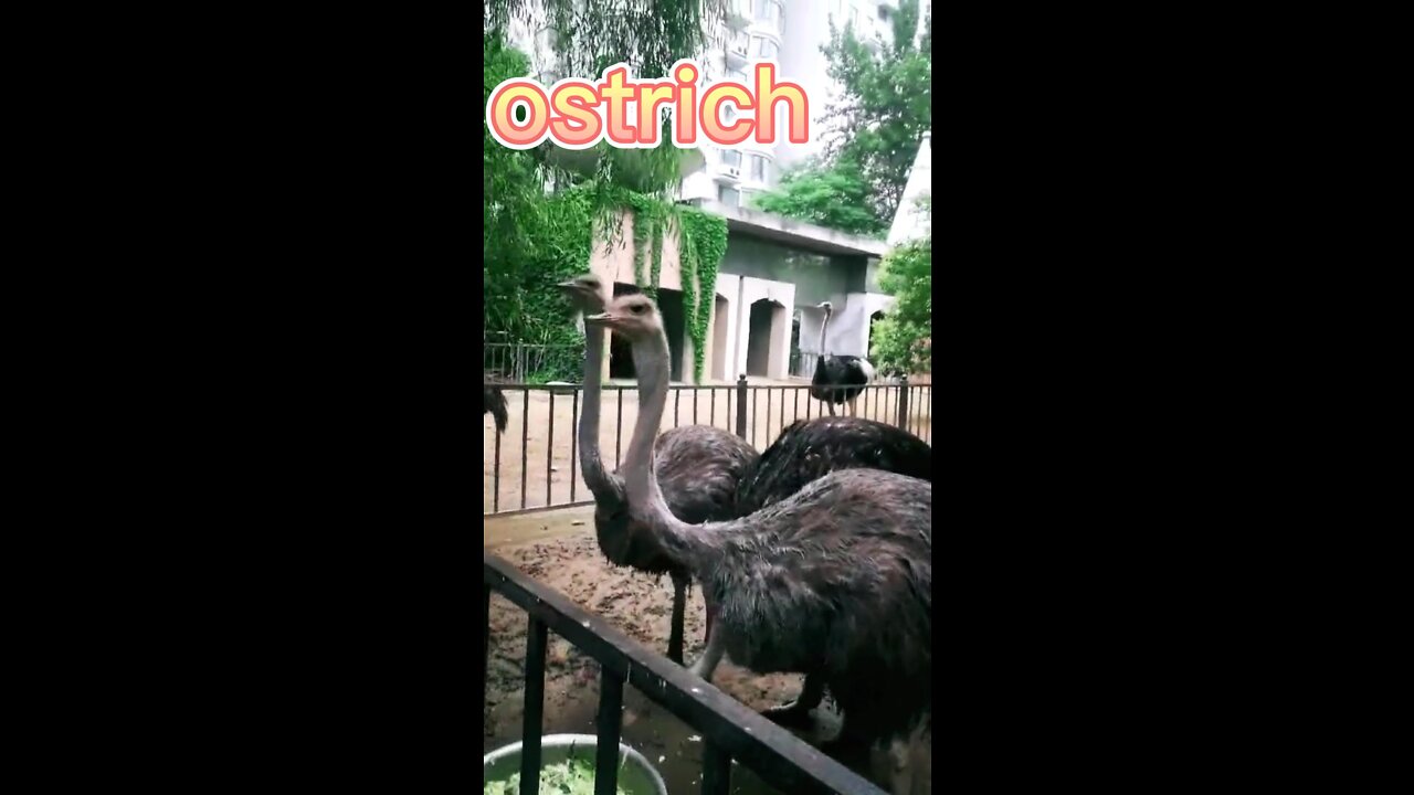 There is a tall and mighty ostrich at home, which is very temperamental