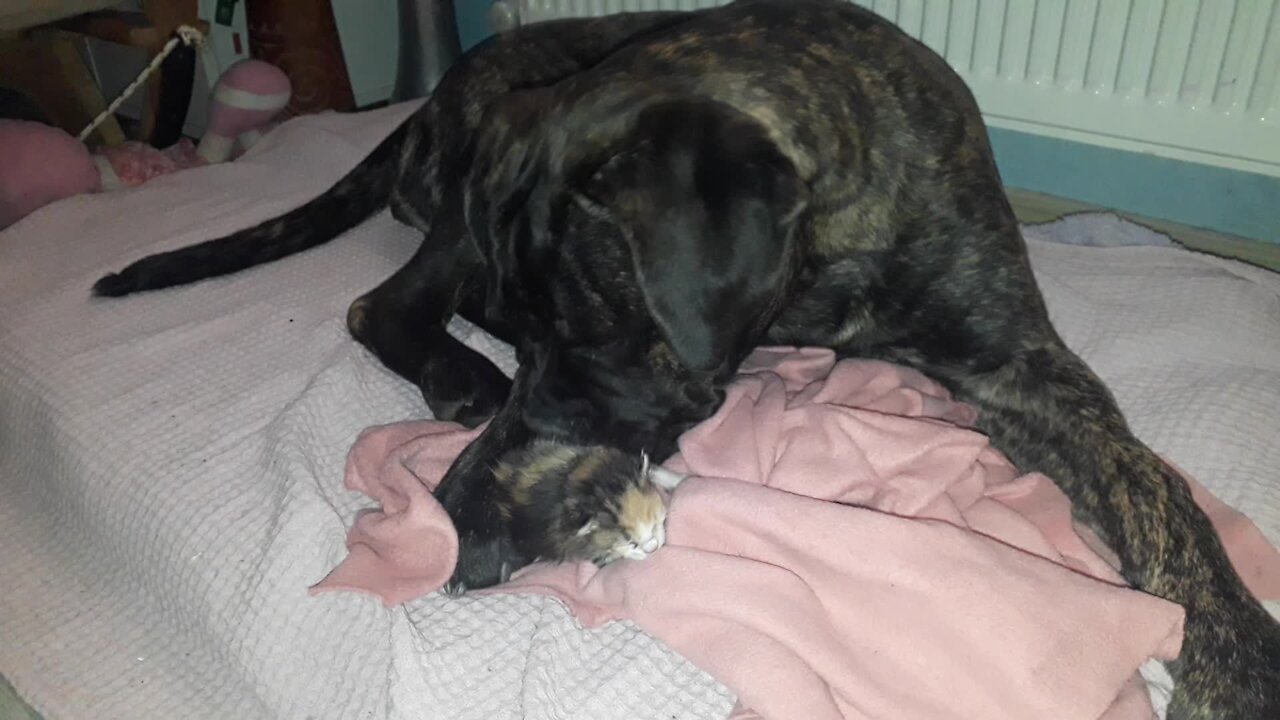 Bullmastiff puppy helps raise abandoned newborn kitten