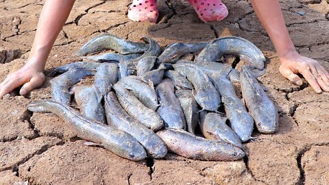 Amazing Video Dry Season Fishing Vs Catching Finding A Lot Of Fish