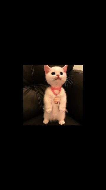 Funny Cats and Kittens Meowing Compilation #Shorts