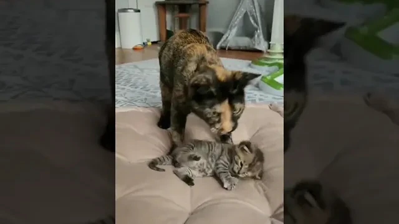 A Mother's Love