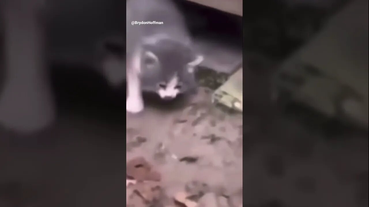 Funny Cat Meme 😂 pt.36 #shorts